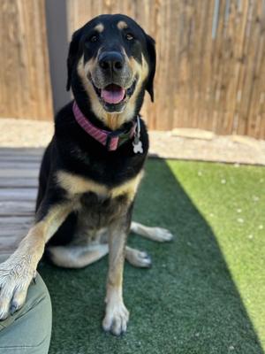 Ellie, Hound Mix, adult, available for adoption