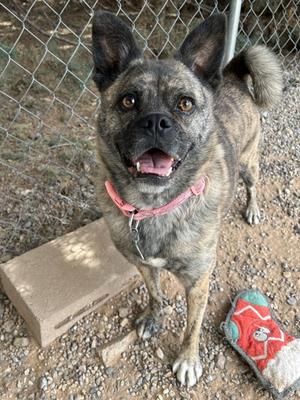 Rosarita, Pug Mix, adult, available for adoption