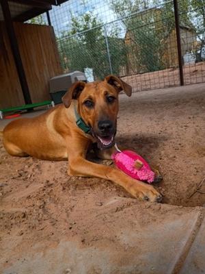 Copper, Black Mouth Cur Mix, young, available for adoption