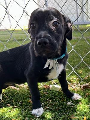 Reed, Chihuahua - Smooth Coated Mix, puppy, available for adoption