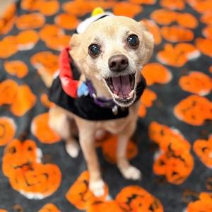 JOSEPH, Chihuahua, senior, available for adoption