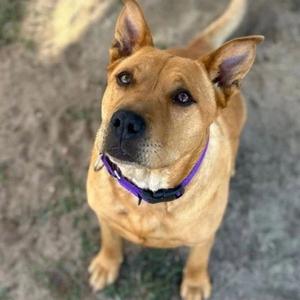 A brown dog with a purple collar looking up at the camera.