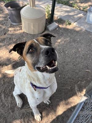 a dog with a white and brown coat, wearing a purple collar, sitting on a dirt ground with a metal fence and a bucket in the background