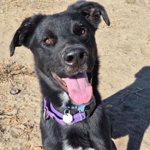 POE, Labrador Retriever, young, available for adoption