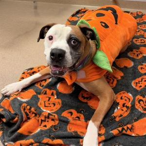 BEAR, American Bulldog, adult, available for adoption