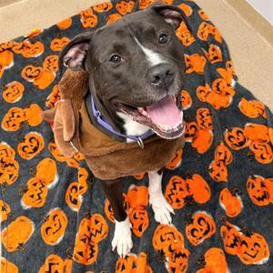 DUKE, American Pit Bull Terrier, adult, available for adoption