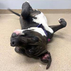 LADY, American Pit Bull Terrier, adult, available for adoption