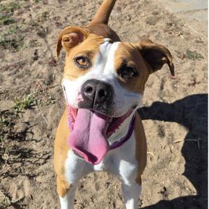 NALA, Boxer / American Bulldog, adult, available for adoption