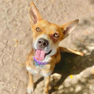A brown dog with perked ears and a pink tongue sticking out, wearing a purple collar.