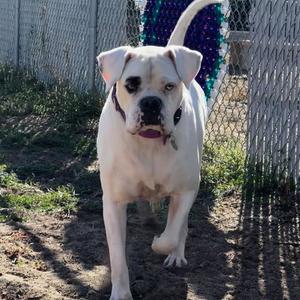 DOTTY, Boxer, senior, available for adoption