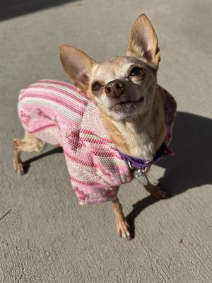 A small dog wearing a pink and white striped sweater, standing on a concrete surface.