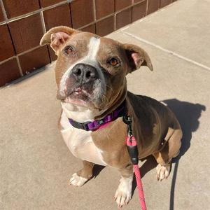 STELLA, Pit Bull Terrier, senior, available for adoption