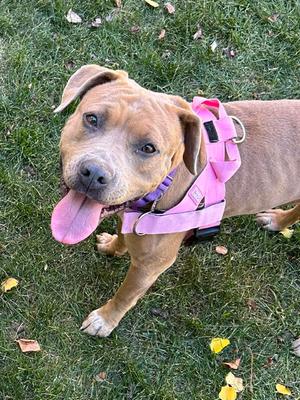 PANCAKE, American Staffordshire Terrier, adult, available for adoption