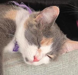 Dahlia, adult, available for adoption