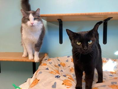Cloudy & Salem-Renee, adult, available for adoption