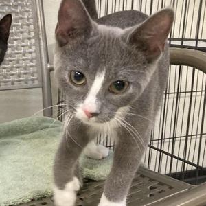 A gray and white cat with large ears and bright eyes, standing on a green towel inside a metal cage.