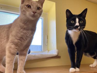 Bitsy & Eggs Benedict, young, available for adoption