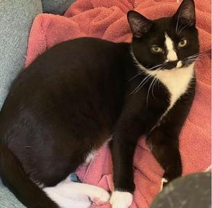 Eggs Benedict, adult, available for adoption