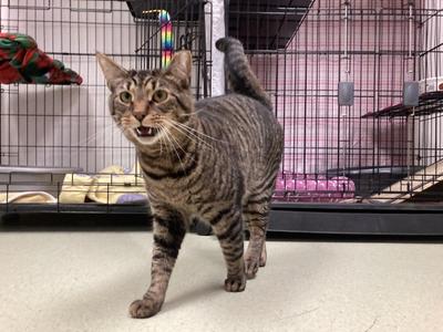 Charm, adult, available for adoption