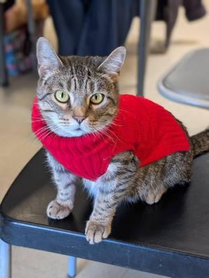 Breanna, adult, available for adoption