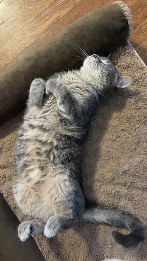 A gray tabby cat lying on its back on a brown blanket, with its paws up and eyes closed, appearing to be sleeping or resting.
