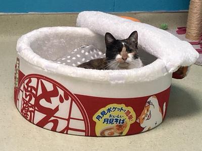Cortland, adult, available for adoption