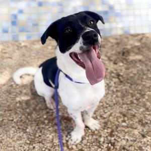 BENNY, Labrador Retriever, adult, available for adoption
