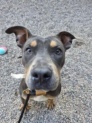 a black and brown dog with floppy ears looking up at the camera