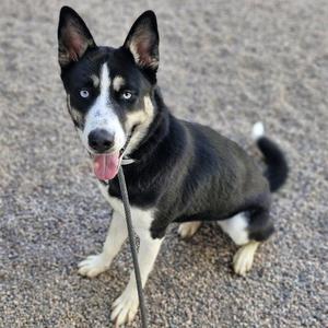 A black and white dog with blue eyes sitting on a gravel surface
