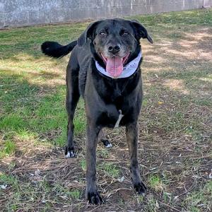 BELLA, Labrador Retriever, senior, available for adoption