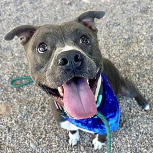 AIRE, American Pit Bull Terrier, adult, available for adoption