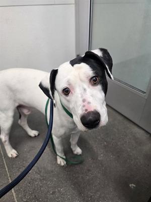 BRODY, Labrador Retriever, adult, available for adoption
