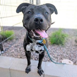 ALLIE, American Pit Bull Terrier, adult, available for adoption