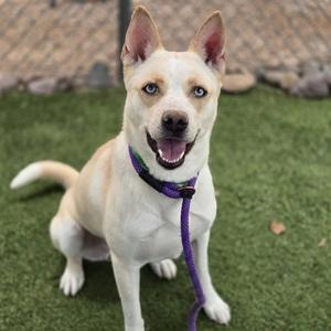 BELLA, Husky, adult, available for adoption