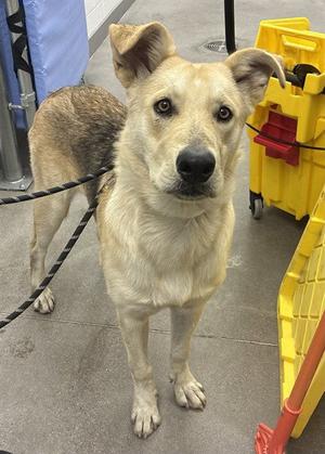 BANANA, German Shepherd Dog, adult, available for adoption