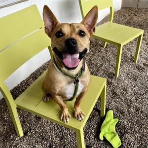 BADGER, American Pit Bull Terrier / Australian Cattle Dog/Blue Heeler, young, available for adoption