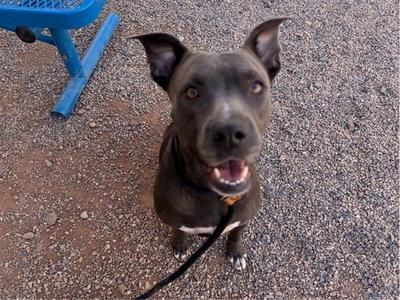 ADLEY, American Pit Bull Terrier, adult, available for adoption