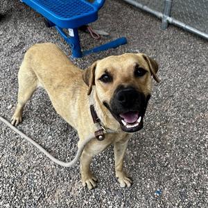 ACE, Labrador Retriever, young, available for adoption