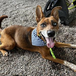 BAXTER, Australian Shepherd / Siberian Husky, senior, available for adoption