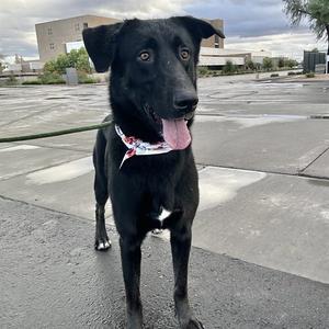 BOXER, German Shepherd Dog / Siberian Husky, adult, available for adoption