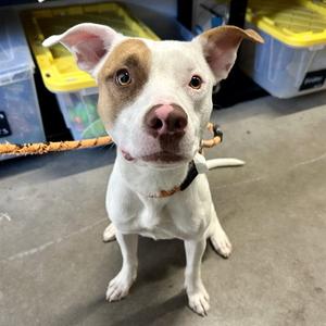 ANTONIO, American Pit Bull Terrier, young, available for adoption