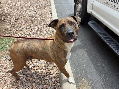 BRILEY, American Pit Bull Terrier, adult, available for adoption
