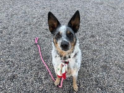 A blue heeler dog sitting on a gravel surface, wearing a pink leash and a red collar with a tag.