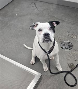A white dog with black ears and a black patch on its head is sitting on a concrete floor, wearing a black leash. The dog is looking up with a curious expression.