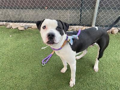 BACON, Boxer, adult, available for adoption