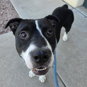 A black and white dog with a blue leash looking up at the camera.