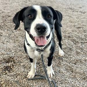 BROM, American Pit Bull Terrier, adult, available for adoption