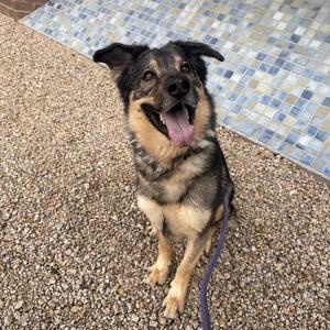 BEAR, German Shepherd Dog, adult, available for adoption