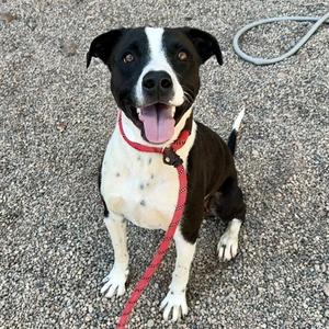 BLAZE, American Pit Bull Terrier, adult, available for adoption