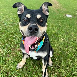 BRIOCHE, Rottweiler / American Staffordshire Terrier, adult, available for adoption